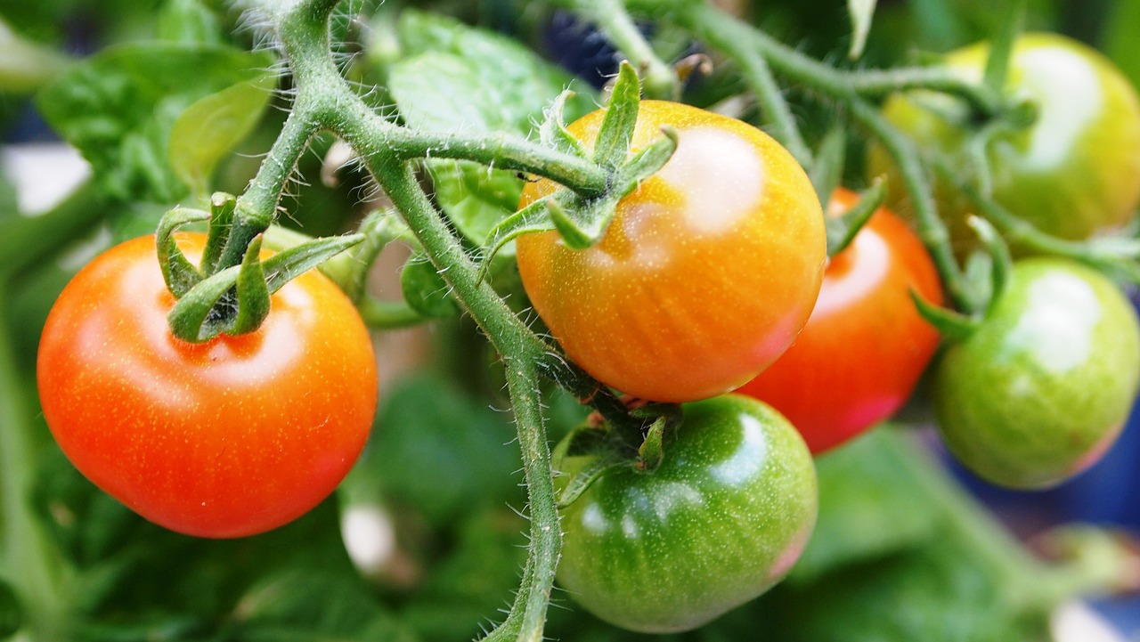 10 Essential Tips for Cooking with Tomatoes